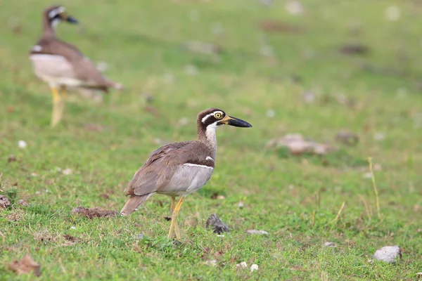 Strand-Brachvogel oder Strand-Dickknie (Orthorhamphus magnirostris) im Bali Barat Nationalpark, Bali Island, Indonesien — Stockfoto