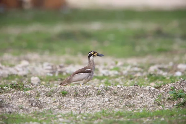 Praia Stone-Curlew ou Beach Thick-knee (Orthorhamphus magnirostris) em Bali Barat National Park, Bali Island, Indonésia — Fotografia de Stock