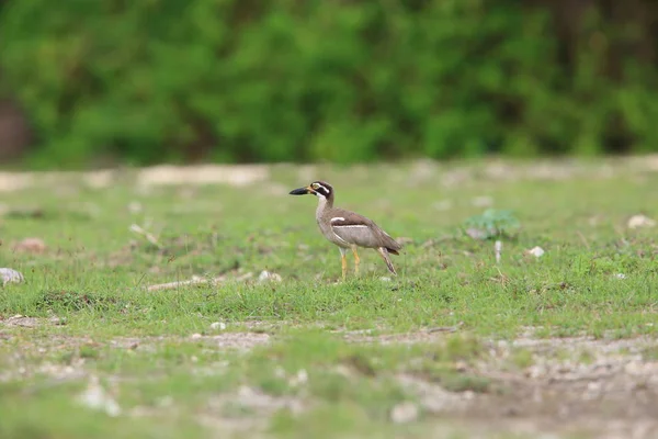 Beach Stone-Curlew ou Beach Thick-knee (Orthorhamphus magnirostris) dans le parc national de Bali Barat, île de Bali, Indonésie — Photo