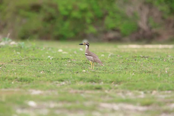 Strand Grielen of strand Thick-knee (Orthorhamphus magnirostris) in Bali Barat Nationaal Park, het eiland Bali, Indonesië — Stockfoto