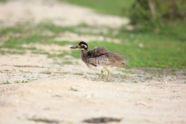 Praia Stone-Curlew ou Beach Thick-knee (Orthorhamphus magnirostris) em Bali Barat National Park, Bali Island, Indonésia — Fotografia de Stock