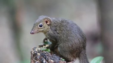 Kuzey ince uçlu Treeshrew (Dendrogale murina) içinde Tam Dao, Kuzey Vietnam 