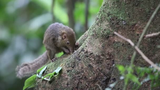 Northern Slender-tailed Treeshrew (Dendrogale murina) en Tam Dao, Vietnam del Norte — Vídeos de Stock