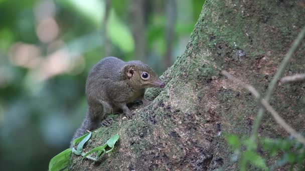 Northern Slender-tailed Treeshrew (Dendrogale murina) en Tam Dao, Vietnam del Norte — Vídeos de Stock