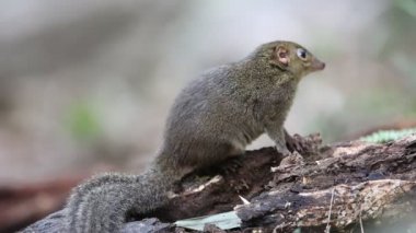 Kuzey ince uçlu Treeshrew (Dendrogale murina) içinde Tam Dao, Kuzey Vietnam 