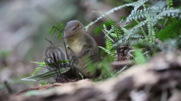 Northern Slender-tailed Treeshrew (Dendrogale murina) en Tam Dao, Vietnam del Norte — Vídeos de Stock