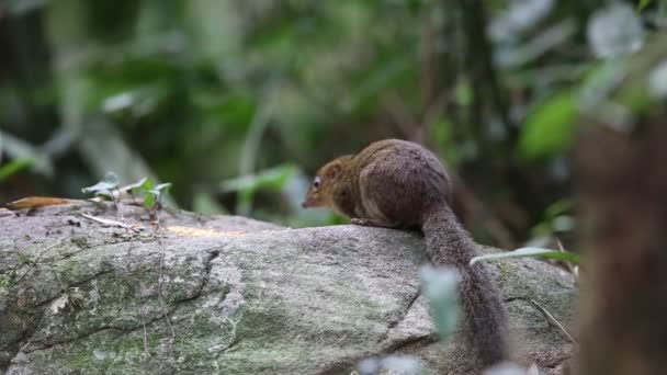Noordelijke Slender-tailed toepaja (Dendrogale murina) in Tam Dao, Noord-Vietnam — Stockvideo