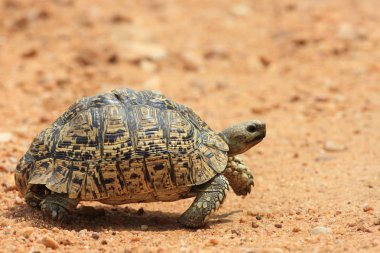 Zambiya Afrika leopar kaplumbağa (Stigmochelys pardalis)