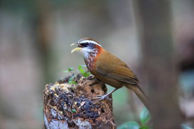 Çizgi göğüslü pala yedikardeşi (Pomatorhinus ruficollis) içinde Tam Dao, Kuzey Vietnam