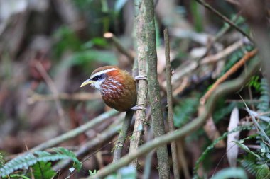 Çizgi göğüslü pala yedikardeşi (Pomatorhinus ruficollis) içinde Tam Dao, Kuzey Vietnam