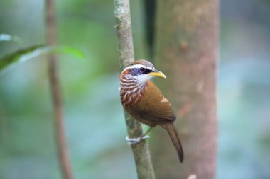 Çizgi göğüslü pala yedikardeşi (Pomatorhinus ruficollis) içinde Tam Dao, Kuzey Vietnam