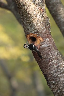 Ak sırtlı ağaçkakan iç içe geçme Japonya
