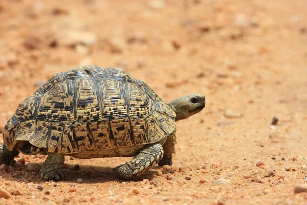 African leopard tortoise (Stigmochelys pardalis) in Zambia — Stock Photo, Image