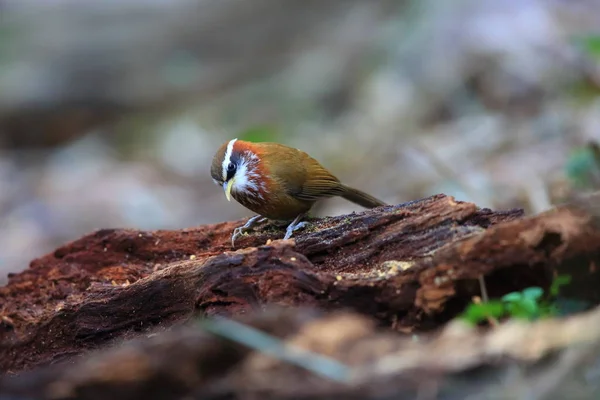 Babbler cimitarra de pecho rayado (Pomatorhinus ruficollis) en Tam Dao, Vietnam del Norte — Foto de Stock