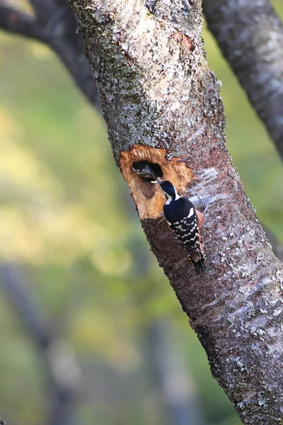 White-backed Woodpecker  nesting in Japan — Stock Photo, Image