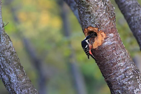 White-backed Woodpecker nesten in Japan — Stockfoto