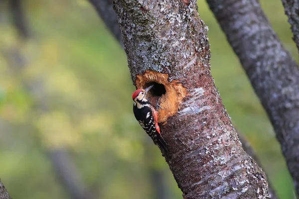 White-backed Woodpecker  nesting in Japan — Stock Photo, Image