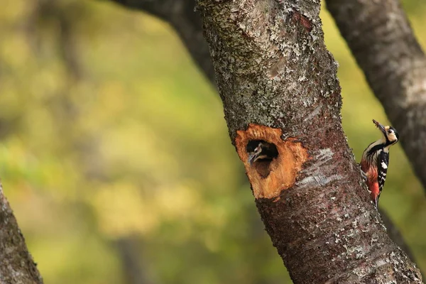 Ak sırtlı ağaçkakan iç içe geçme Japonya — Stok fotoğraf