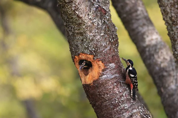 Ak sırtlı ağaçkakan iç içe geçme Japonya — Stok fotoğraf