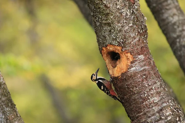 White-backed Woodpecker  nesting in Japan — Stock Photo, Image