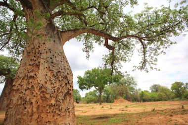 Zambiya Afrika Baobap (Baobab digitata)
