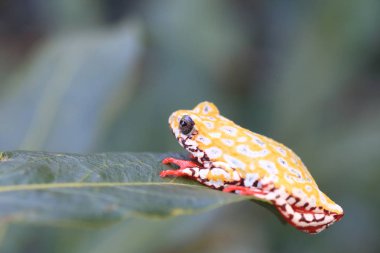 Reed kurbağa veya Spoted ağaç kurbağası (Hyperolius viridiflavus) Zambiya boyalı