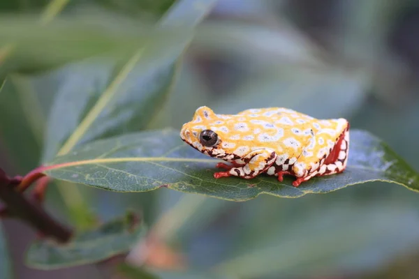 Malované Reed žába nebo Spoted Rosnička (Hyperolius viridiflavus) v Zambii — Stock fotografie