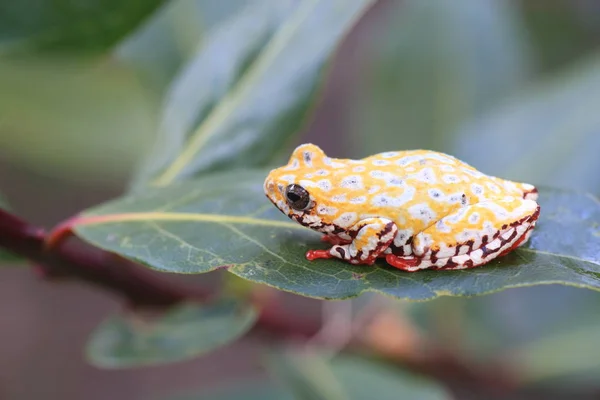 Painted Reed Frog or Spoted Tree Frog (Hyperolius viridiflavus) in Zambia — Stock Photo, Image