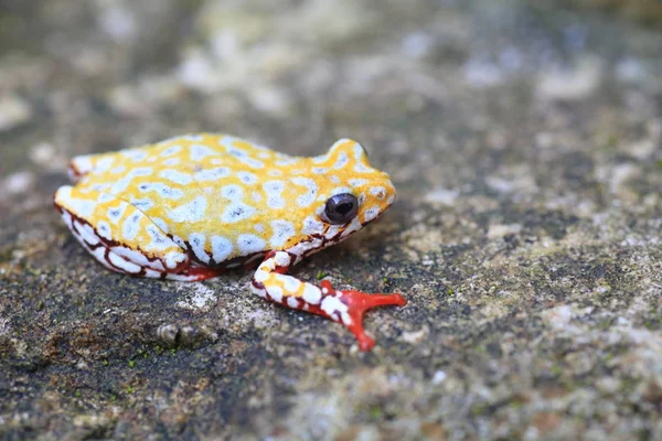리드 개구리 또는 잠비아에서 Spoted 나무 개구리 (Hyperolius viridiflavus) 그린 — 스톡 사진