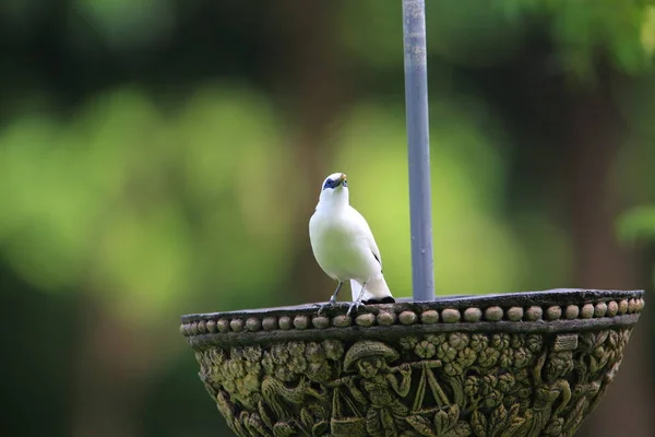 Bali myna (Leucopsar rothschildi) a Bari barat National Park, isola di Bali, Indonesia — Foto Stock