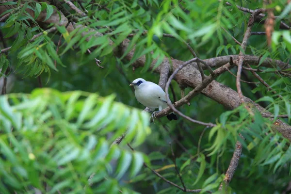 Bali myna (Leucopsar rothschildi) in Bari barat National Park, Bali island, Indonesia — Stock Photo, Image