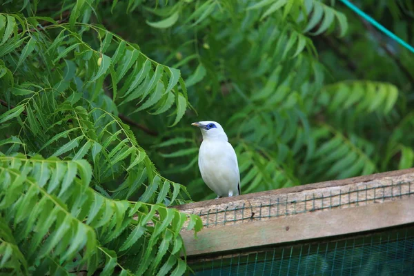 バリ バラット国立公園、インドネシア バリ島でバリ九官鳥 (Leucopsar rothschildi) — ストック写真
