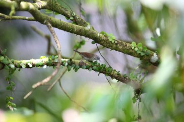Kalın çizgili baştankara-yedikardeşi (Macronus bornensis) Borneo, Malezya