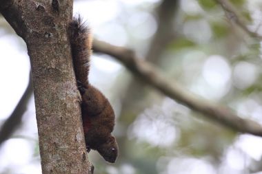 Tayvan Tayvan sincap (Callosciurus erythraeus thaiwanensis)