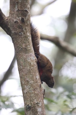 Tayvan Tayvan sincap (Callosciurus erythraeus thaiwanensis)