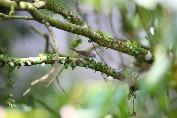 Жирний смугастий Тит babbler (Macronus bornensis) в Борнео, Малайзія — стокове фото