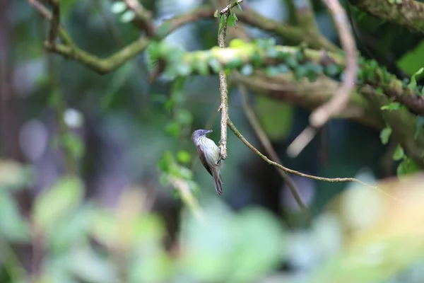 大胆なストライプのシジュウカラ-チメドリ (Macronus bornensis) マレーシアのボルネオに — ストック写真