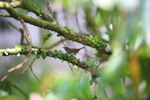 加粗条纹雀画眉 (Macronus bornensis) 在马来西亚婆罗洲， — 图库照片