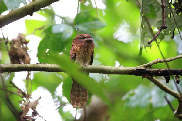 Sabah, Borneo Gould'un Paszczaki (Batrachostomus stellatus) — Stok fotoğraf