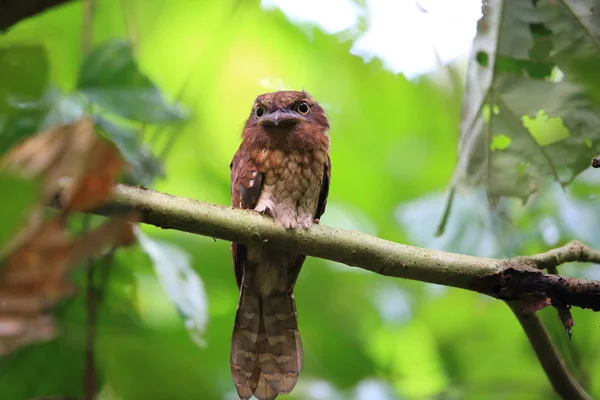 ボルネオ島サバ州のグールドの frogmouth (ガマグチヨタカ属抽出) — ストック写真