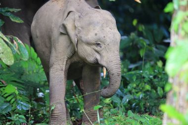 Sabah, Borneo Borneo fili (Elephas maximus borneensis)