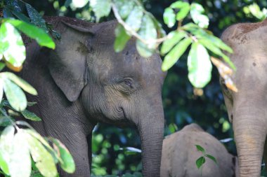 Borneo elephant (Elephas maximus borneensis) in Sabah, Borneo clipart