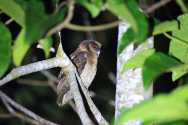 Sabah, Borneo kahverengi ahşap baykuş (Strix leptogrammica)