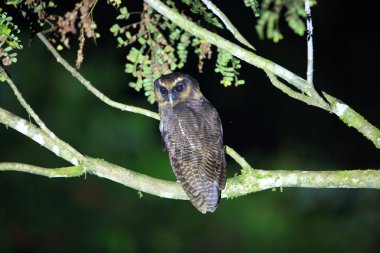 Sabah, Borneo kahverengi ahşap baykuş (Strix leptogrammica)