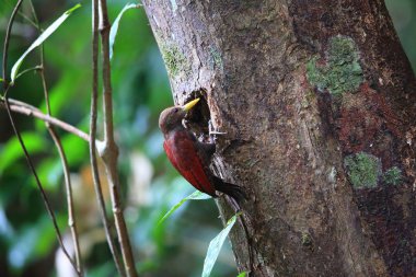 Ağaçkakan (Blythipicus rubiginosus) Sabah, Borneo, Malezya içinde bordo