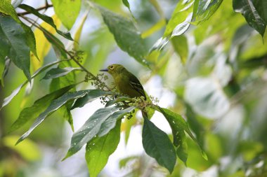 Sabah, Borneo yeşil iora (Aegithina viridissima)