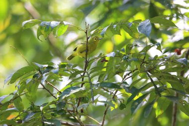 Sabah, Borneo yeşil iora (Aegithina viridissima)