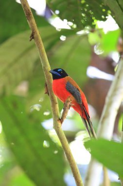 Sabah, Borneo Kızıl sırtlı trogon (Harpactes duvaucelii)