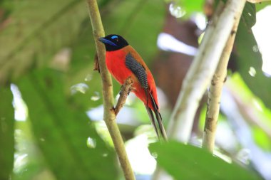 Sabah, Borneo Kızıl sırtlı trogon (Harpactes duvaucelii)