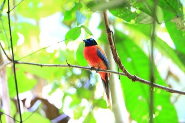 Sabah, Borneo Kızıl sırtlı trogon (Harpactes duvaucelii)